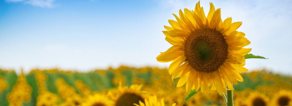 Propiedades de la lecitina de girasol