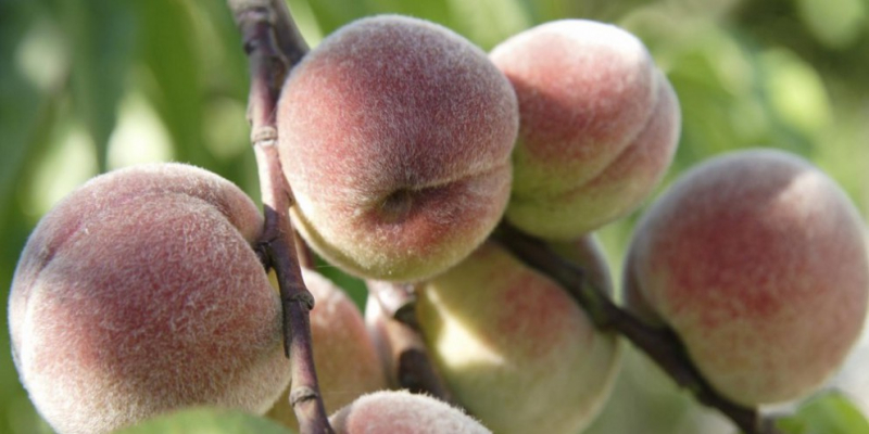 Cómo eliminar la mosca de la fruta y la mosca del olivo