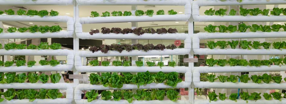 Cultivo hidropónico, ¿qué es y qué necesito?