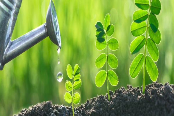 Aminoácidos en las plantas: Qué son y para qué sirven