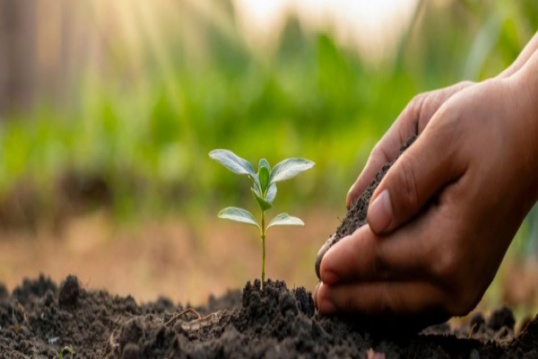 Sulfato de magnesio en las plantas