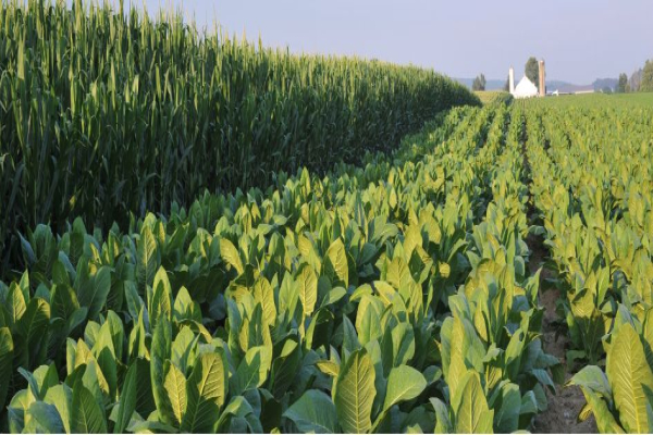 Tipos de nitratos usados en plantas