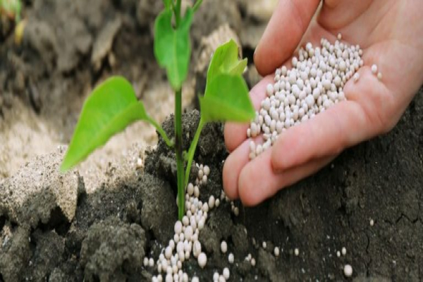 Importancia de los nitratos para tus plantas