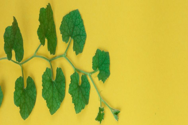 ¿Para qué sirve el azufre en las plantas?