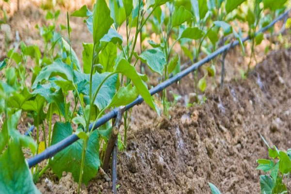 Aplicación de agua oxigenada para las plantas