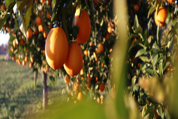 Cultivo de cítricos: guía para cultivarlos en casa