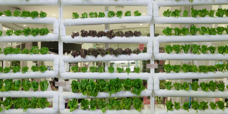 Cultivo hidropónico, ¿qué es y qué necesito?