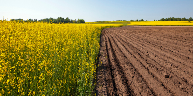 Diferencias entre cal agrícola y cal viva