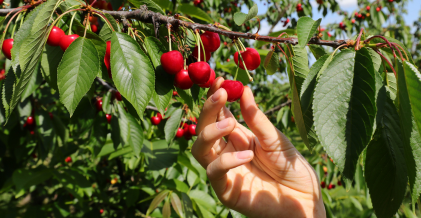 Cultivo frutales frutal