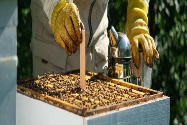 ¿Cómo combatir la Varroa?