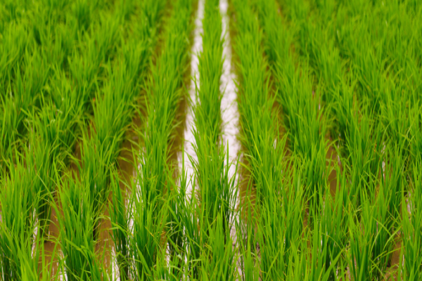 Cultivo de arroz: aprende a hacerlo en casa