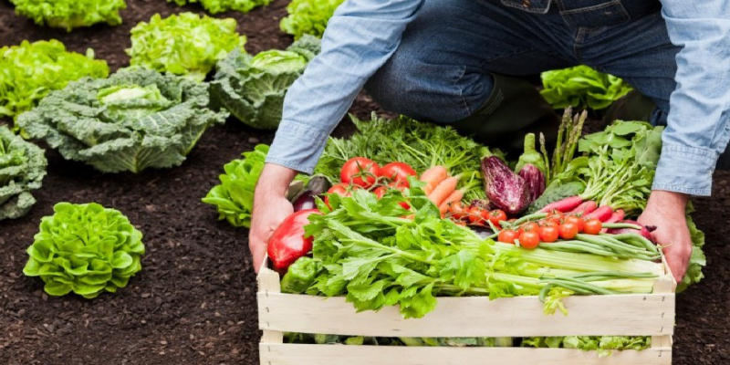 La importancia de los fertilizantes químicos