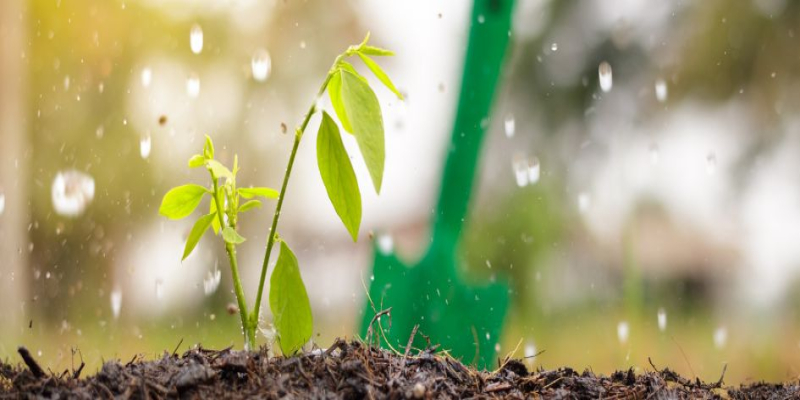 Bioestimulantes para plantas, ¿qué son y cuáles hay?