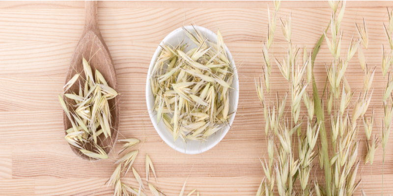 Cultivo de avena: guía completa de siembra a cosecha