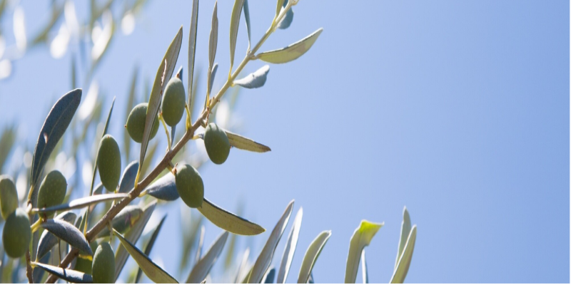 Recogida de la aceituna: Cómo funciona exactamente