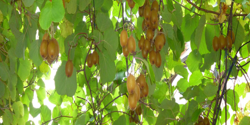Cultivo del kiwi en tu jardín: guía completa