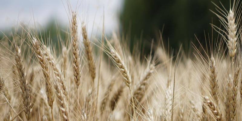 Cultivo de trigo: plántalo y coséchalo en tu huerto