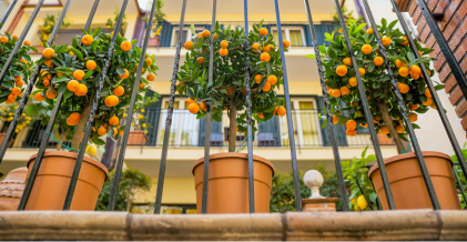 Dosificación arboles_citricos
