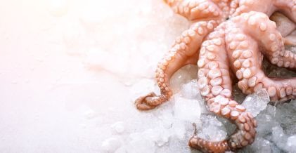 Industria alimentaria cefalopodos