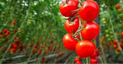 Periodo de utilización tomatera2