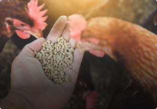 Alimentación animal