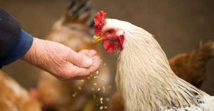 Industria ganadera alimentacion_animal_aves